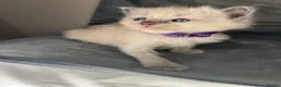 Ragdoll cats for sale: Beautiful mink ragdoll kittens  - Advert 22