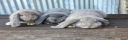 French Lop rabbits for sale: Stunning xl French lops  - Advert 25