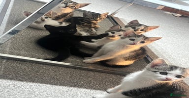 Mixed Breed cats - Advert 6