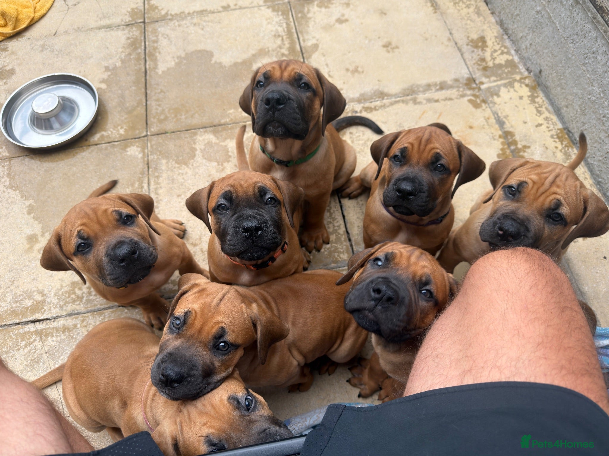 Boerboel dogs Elite Guard Neema X Spartan Dutch - Advert 1