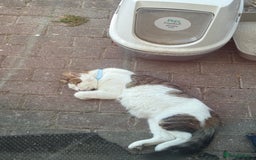 Mixed Breed cats for sale: Cuddly kittens up for adoption  - Image 8