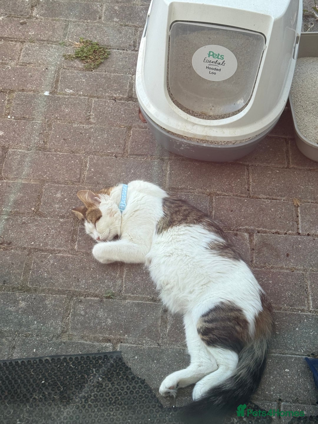 Mixed Breed cats for sale: Cuddly kittens up for adoption  - Image 8