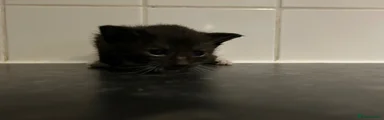 Mixed Breed Kitten 2