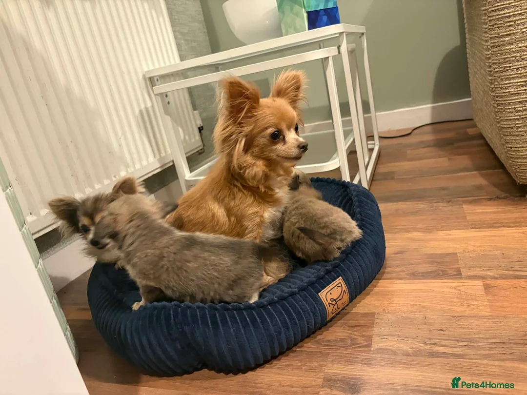 Chihuahua dogs for sale: Beautiful chihuahua puppies  - Advert 6