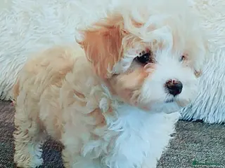 Maltipoo dogs F1 Maltpoo From Quality Champion KC's Health Tests - Advert 4