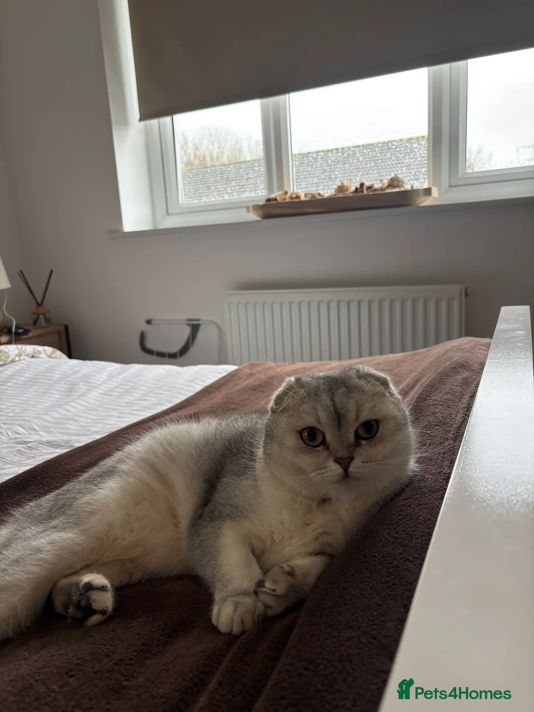 Scottish Fold cats for sale: Scottish fold cat  - Advert 8