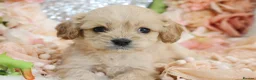 Cavapoo dogs for sale: *HEALTH TESTED*  F1 Cavapoos - Advert 3