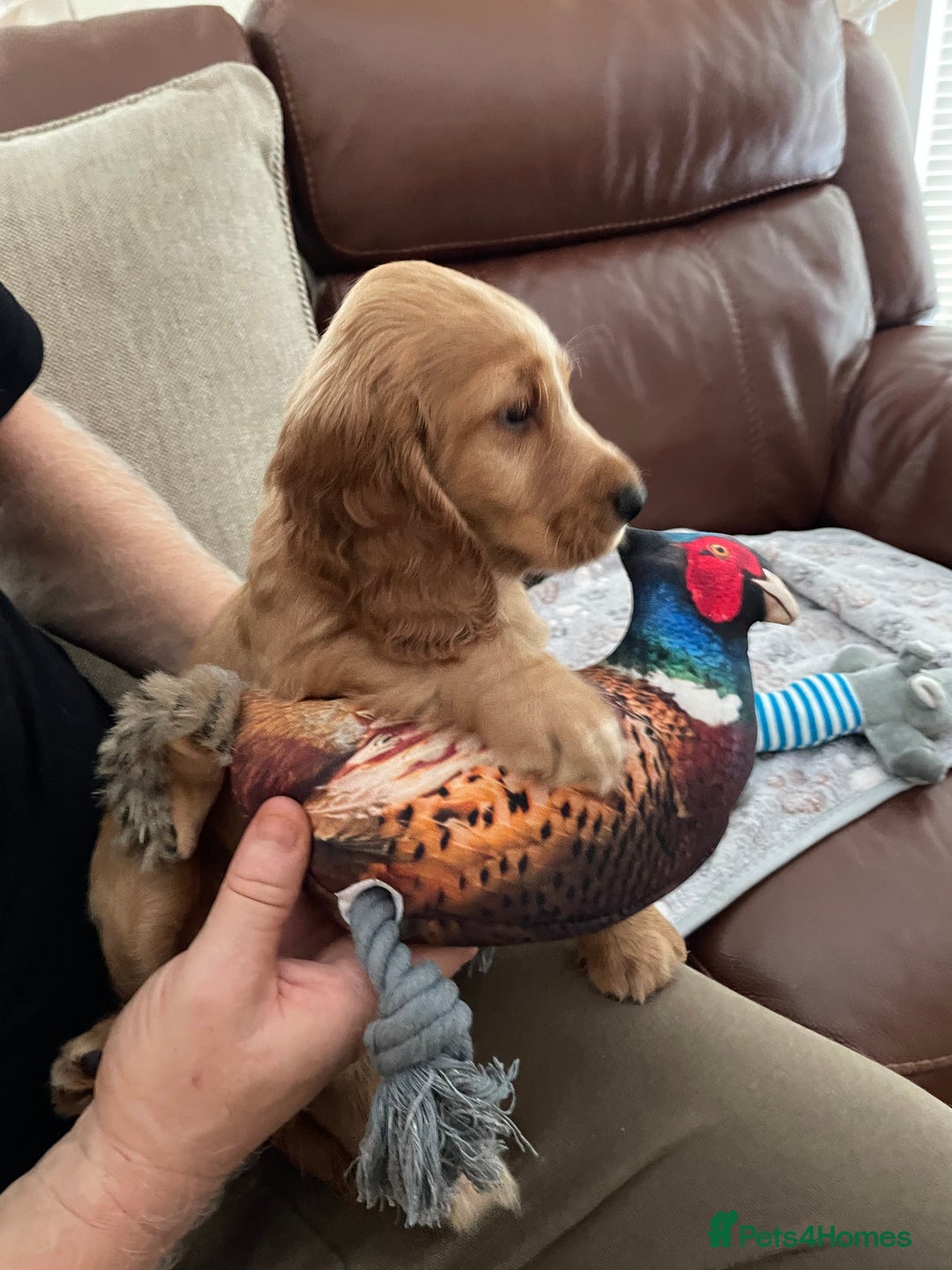 Cocker Spaniel dogs for sale:  Cocker spaniel puppies  - Advert 10