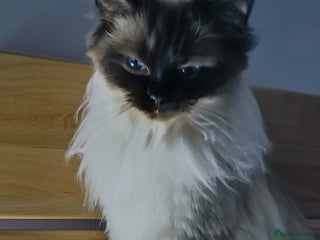 Ragdoll cats Pure Breed Ragdoll Kittens For Sale - Advert 5