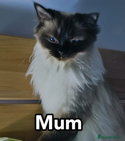 Ragdoll cats Pure Breed Ragdoll Kittens For Sale - Advert 11