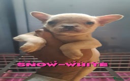 French Bulldog dogs for sale: ✨ Enchanted Frenchie Puppies Ready Now! ✨ - Advert 10