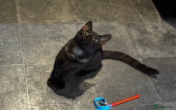 Egyptian Mau cats for sale: TICA reg Spotted EgyptianMau x Bengal LOWEST PRICE - Image 17