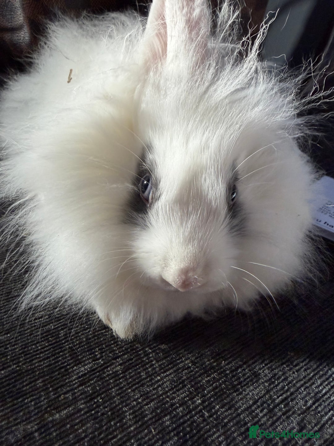 Lionhead rabbits for sale: Beautiful lion head baby rabbits.  - Advert 4