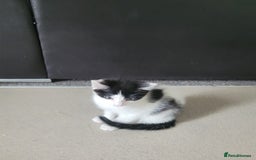 Minskin cats for sale: Two female kittens  - Image 1
