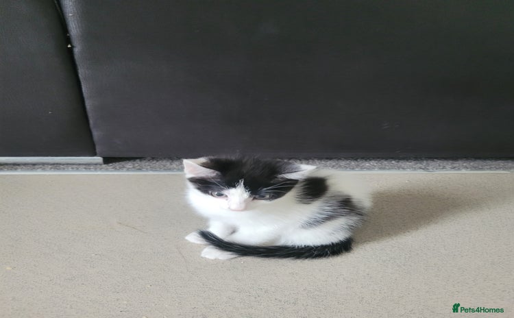 Minskin cats - Advert 1