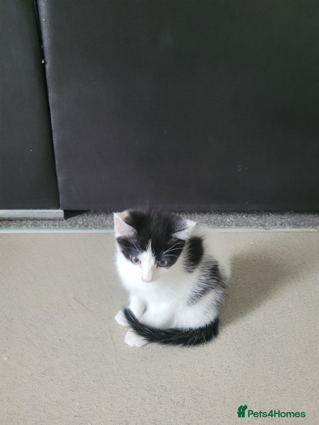 Minskin cats for sale: Two female kittens  - Image 1