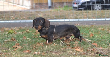 Miniature Dachshund dogs in Stowmarket - Advert 8