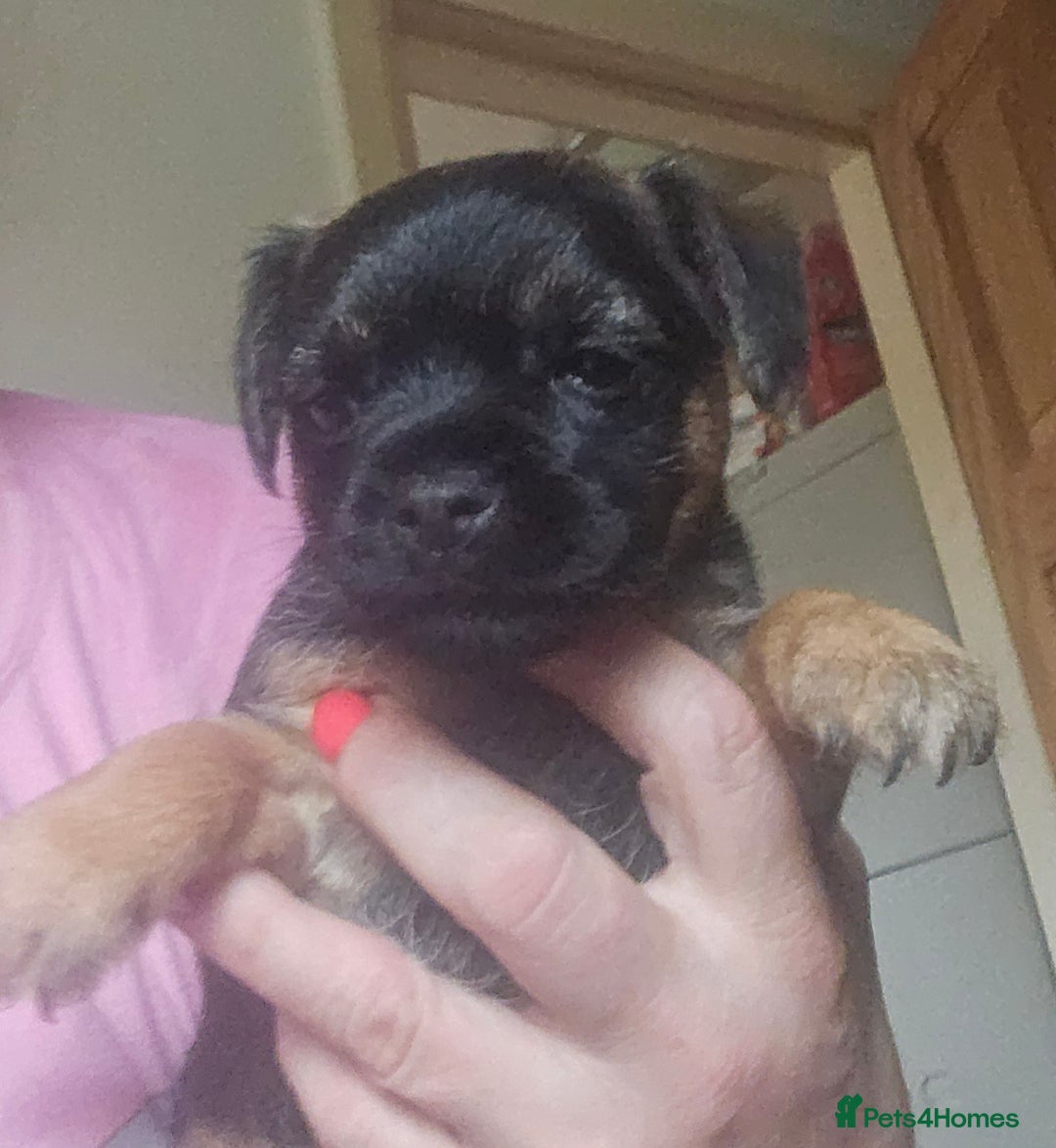 Border Terrier dogs for sale: The best border terriers - Image 7