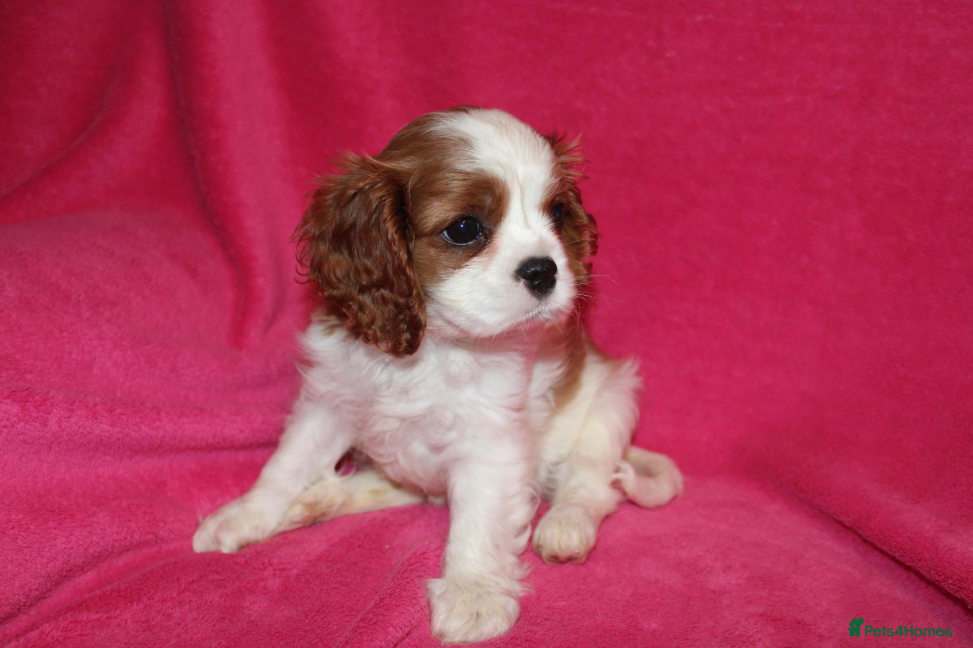 Cavalier King Charles Spaniel dogs Beautiful Cavalier Kong Charles Spaniel Puppies - Advert 8