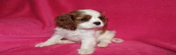 Cavalier King Charles Spaniel dogs for sale: Beautiful Cavalier Kong Charles Spaniel Puppies - Advert 10