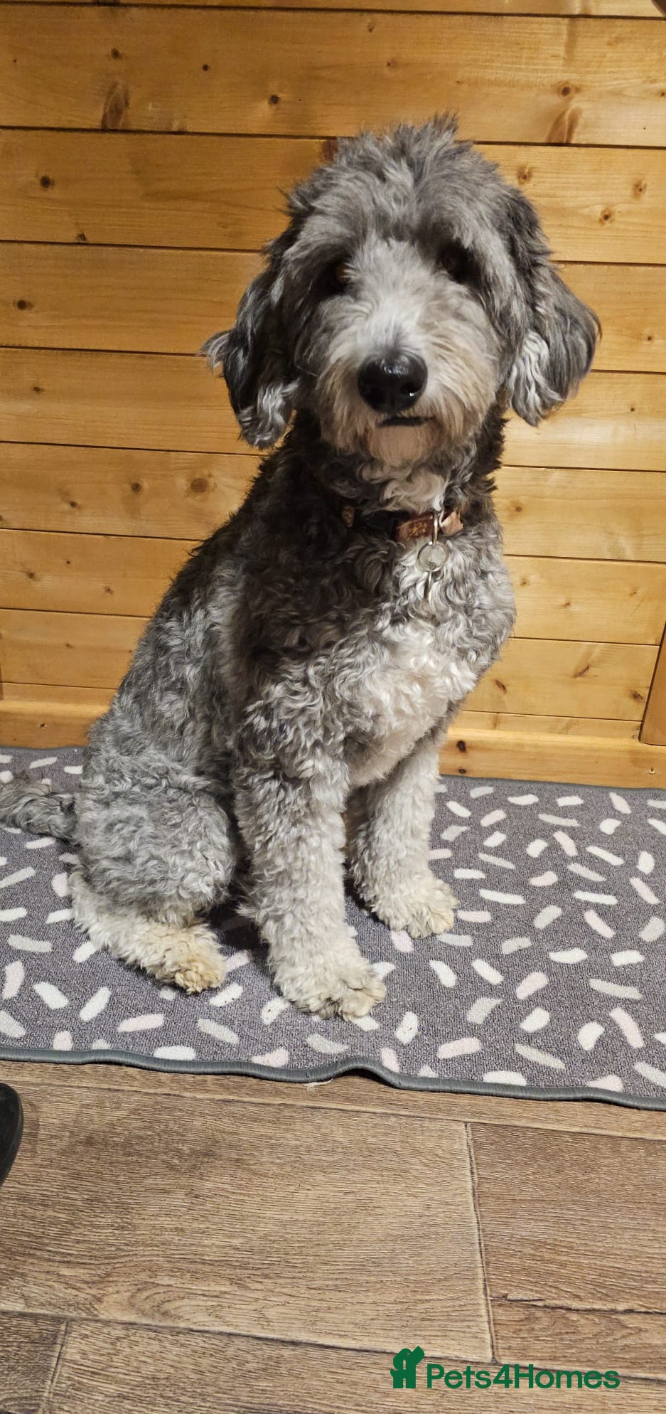 Sheepadoodle dogs Sheepadoodle!! - Advert 2