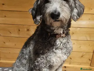 Sheepadoodle dogs Sheepadoodle!! - Advert 2