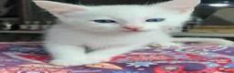 Mixed Breed cats for sale: Khao Manee mix kittens for sale  - Advert 4