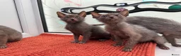 Lykoi cats for sale: Unique Lykoi kittens  - Advert 2