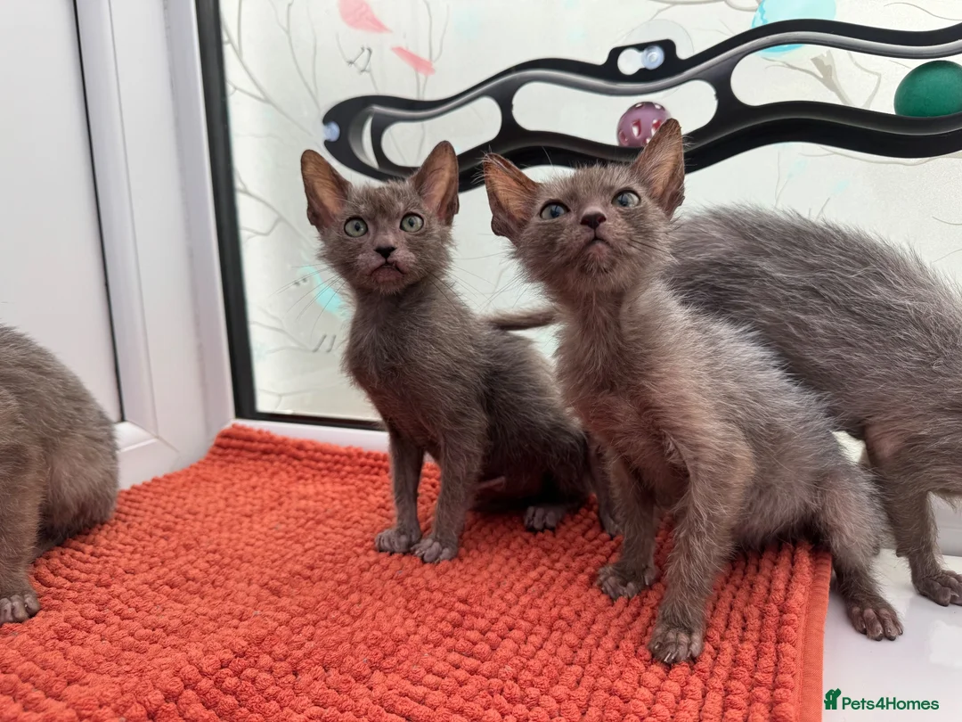 Lykoi cats for sale: Unique Lykoi kittens  - Advert 2