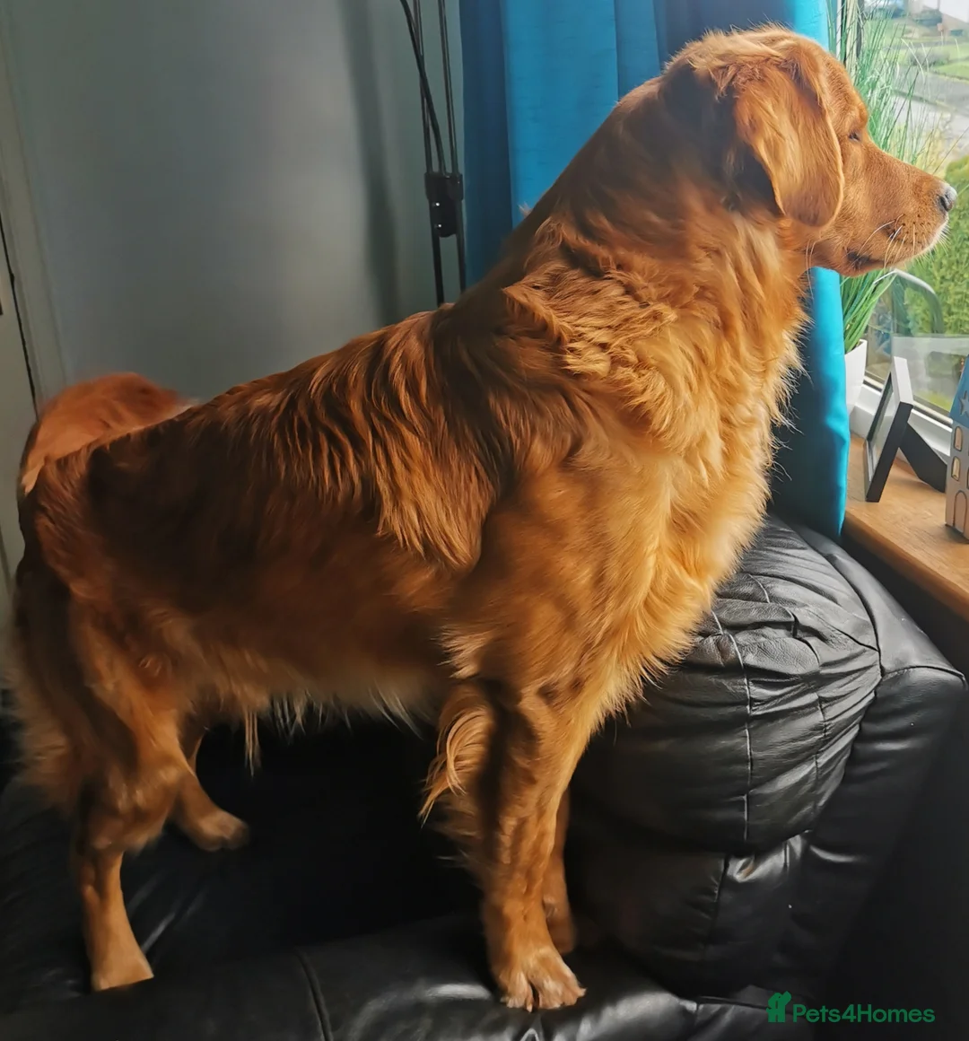 Golden Retriever dogs for stud: For stud in Scotland, excellent health scores in Glenrothes - Advert 8