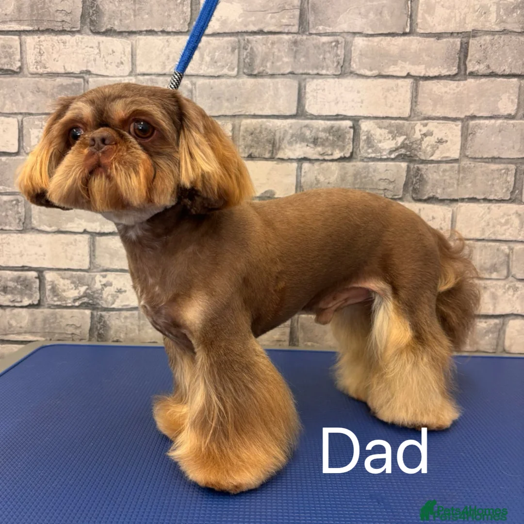 Shih Tzu dogs for sale: Shih tzu  - Advert 6