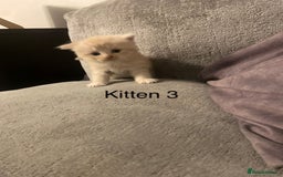 Persian cats for sale: X Persian kittens  - Image 7