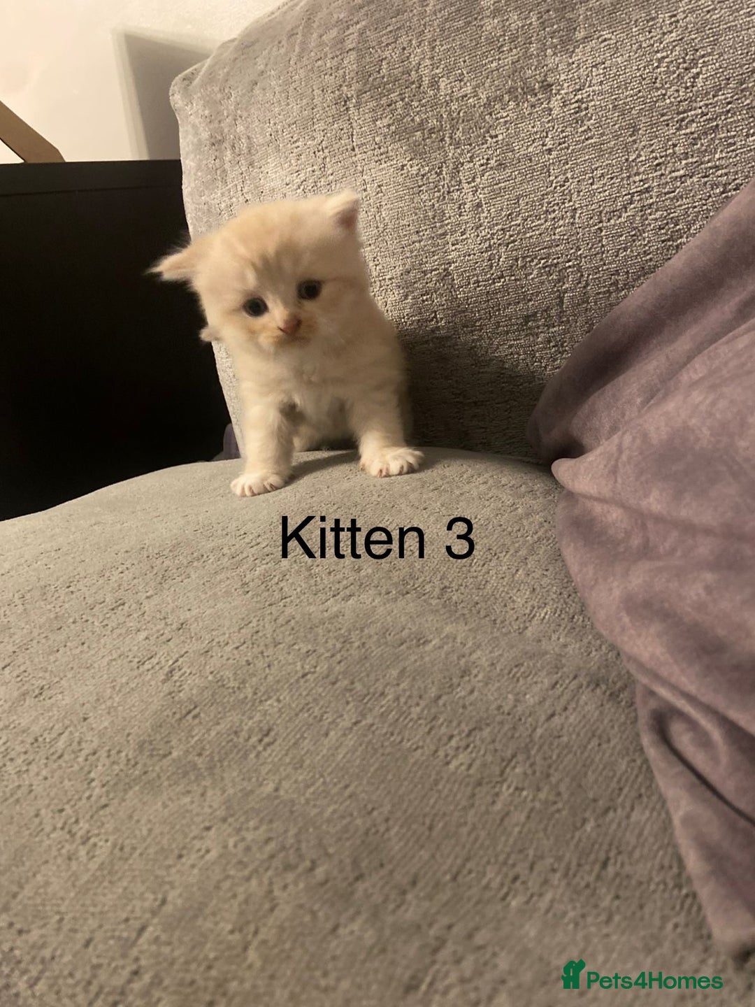 Persian cats for sale: X Persian kittens  - Image 7