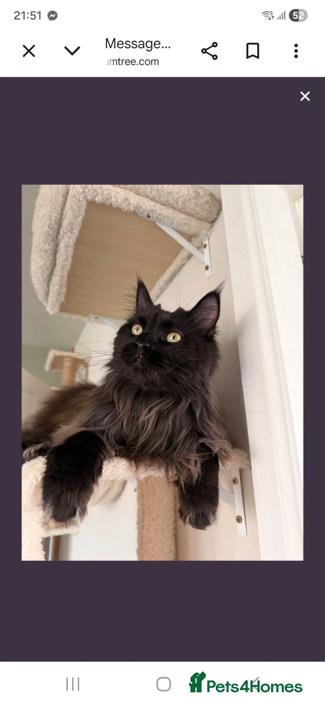 Maine Coon cats for sale: Maincoon kitten  - Advert 2