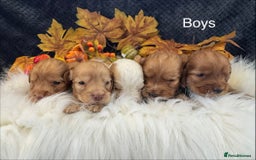 Cocker Spaniel dogs for sale: 🐾 🌟 Exceptional Show Type Cocker Spaniels 🐾 🌟 - Image 5