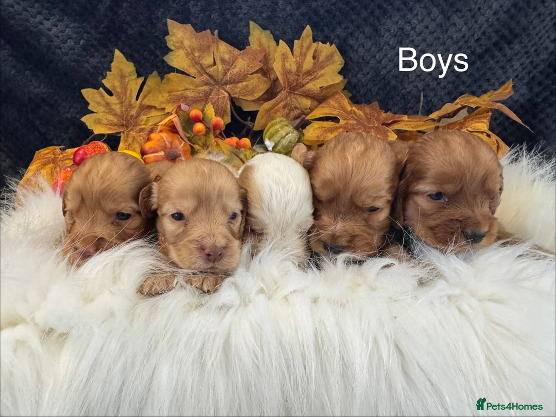 Cocker Spaniel dogs for sale: 🐾 🌟 Exceptional Show Type Cocker Spaniels 🐾 🌟 - Image 5