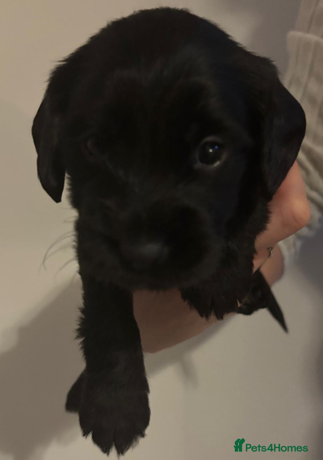 Mixed Breed dogs for sale: Beautiful Labradoodle x Cocker Spaniel Puppies - Advert 18