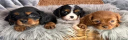 Cavalier King Charles Spaniel dogs for sale: KC REG EXTENSIVELY HEALTH TESTED CAV BABIES  - Advert 9