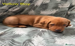 Labrador Retriever dogs for sale: Beautiful Light / fox red Labrador Retriever pups - Advert 11