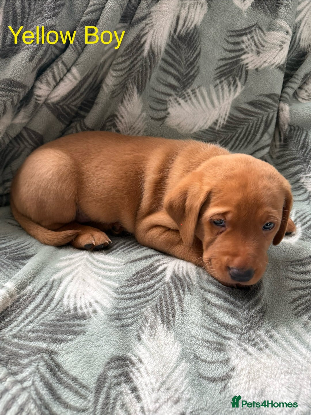Labrador Retriever dogs for sale: Beautiful Light / fox red Labrador Retriever pups - Advert 11