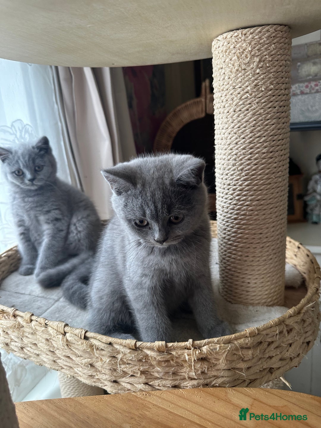 British Shorthair cats for sale: British Shorthair GCCF Registered Kittens  - Image 3