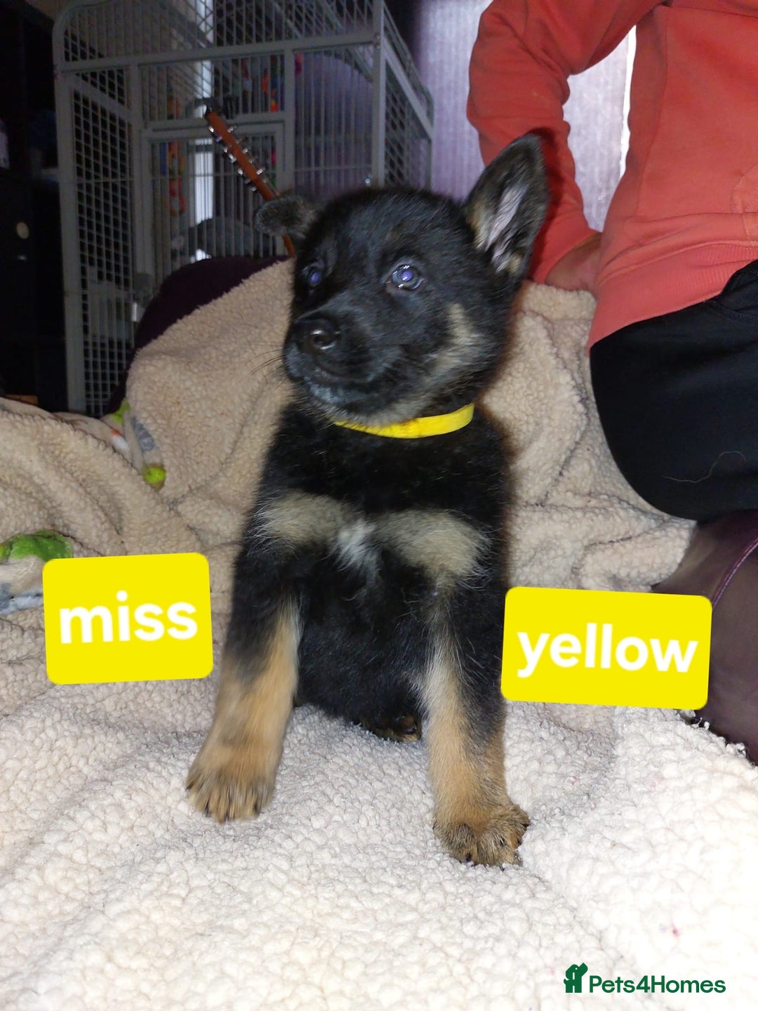 Mixed Breed dogs for sale: German shepherd pups - Advert 11