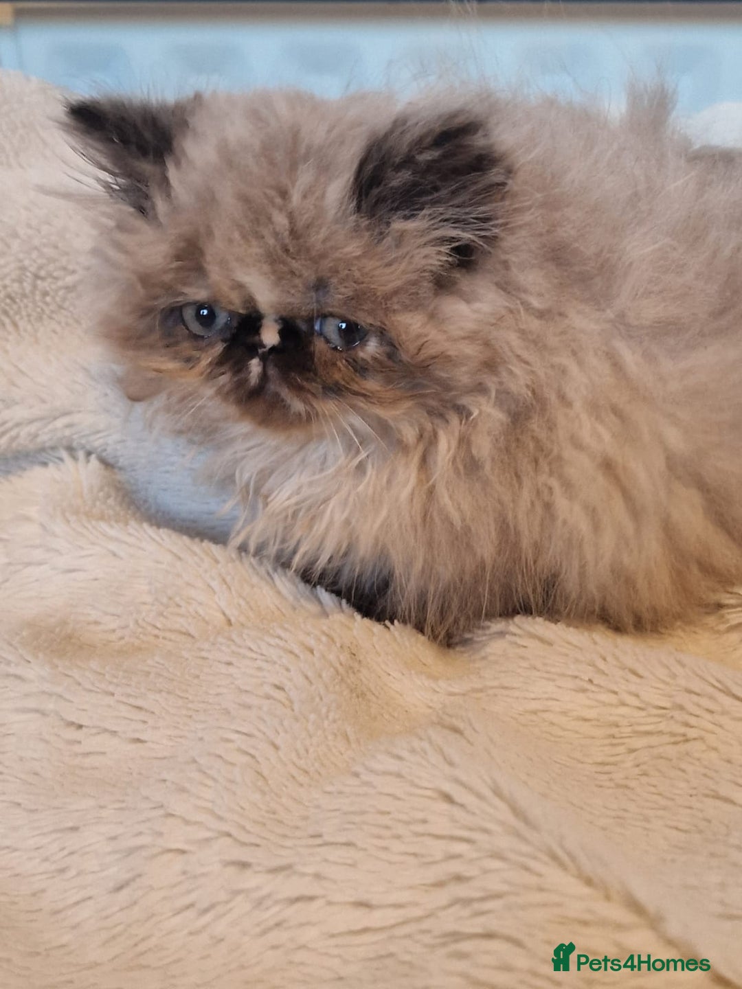 Persian cats for sale: Stunning Persian Kittens. - Advert 15