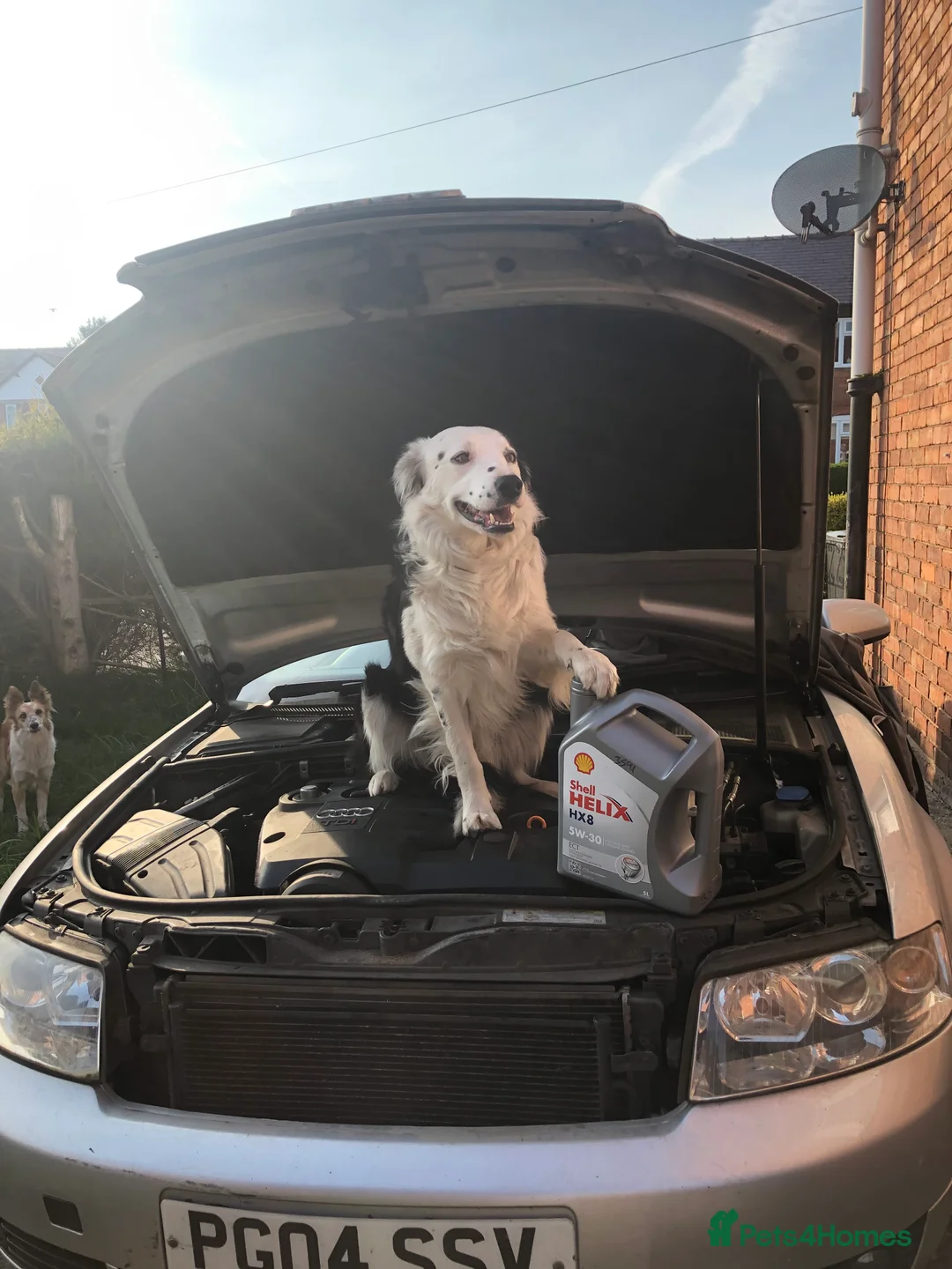 Border Collie dogs for stud: PROVEN Seal Welsh Border Collie **AT STUD** - Advert 2