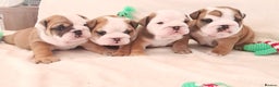 English Bulldog dogs for stud: Proven stunning English bulldog in Leigh - Advert 8