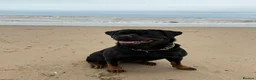 Rottweiler dogs for sale: Beautiful KC/Health tested Rottweiler puppies🐶❤️ - Advert 2