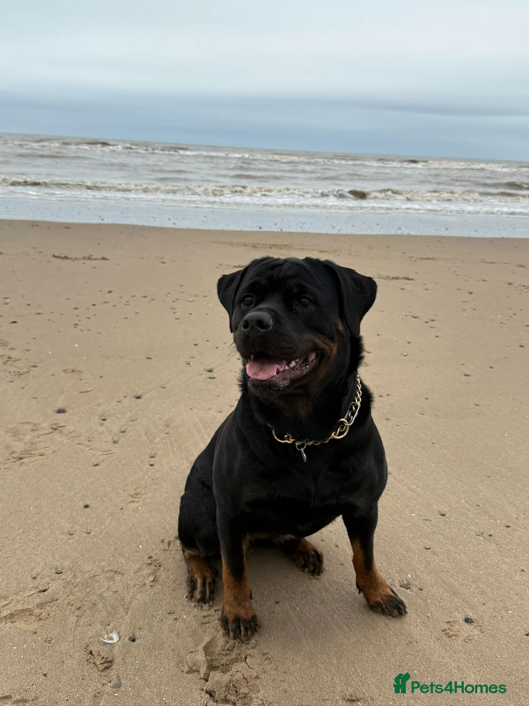Rottweiler dogs for sale: Beautiful KC/Health tested Rottweiler puppies🐶❤️ - Advert 2