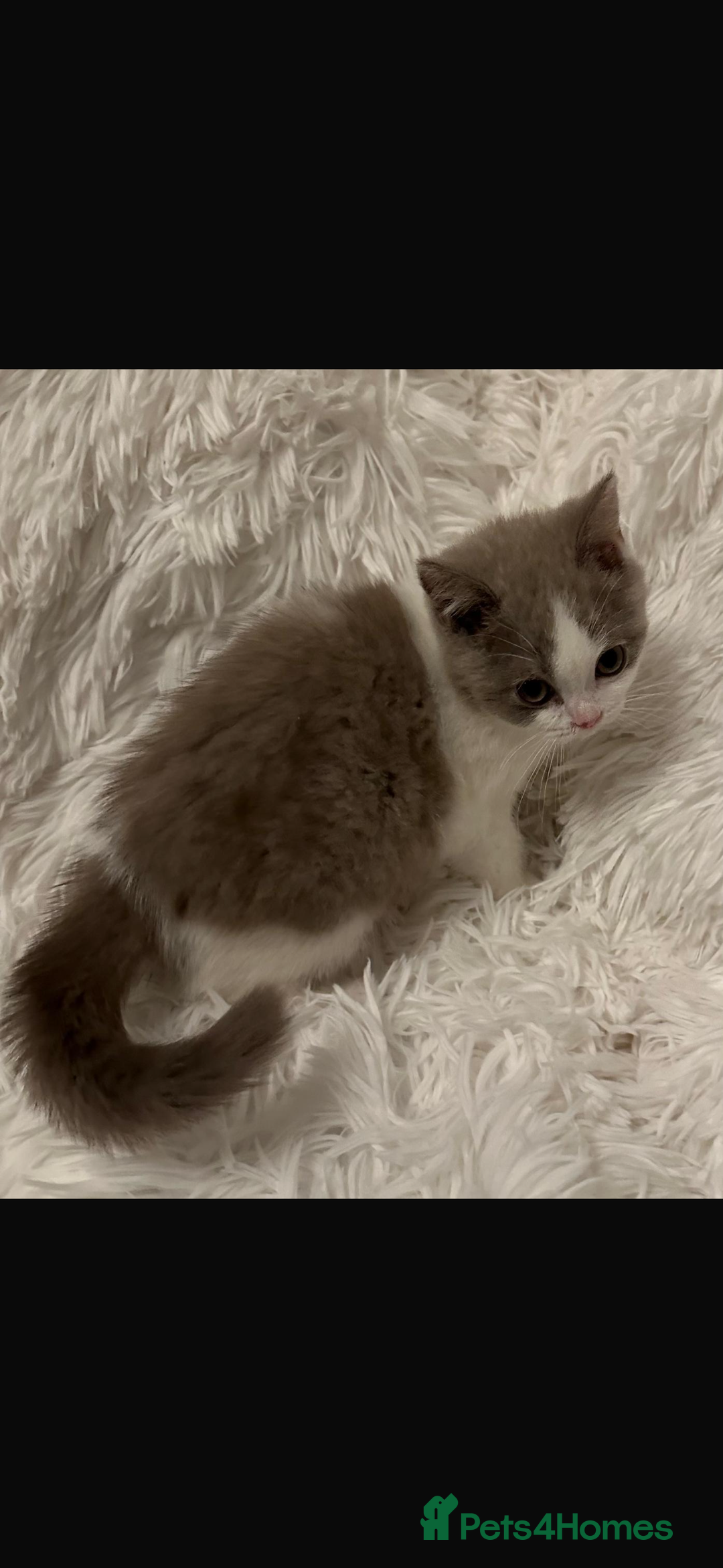 British Shorthair cats for sale: 1 left Ready NOW GCCF BSH kittens  - Advert 9