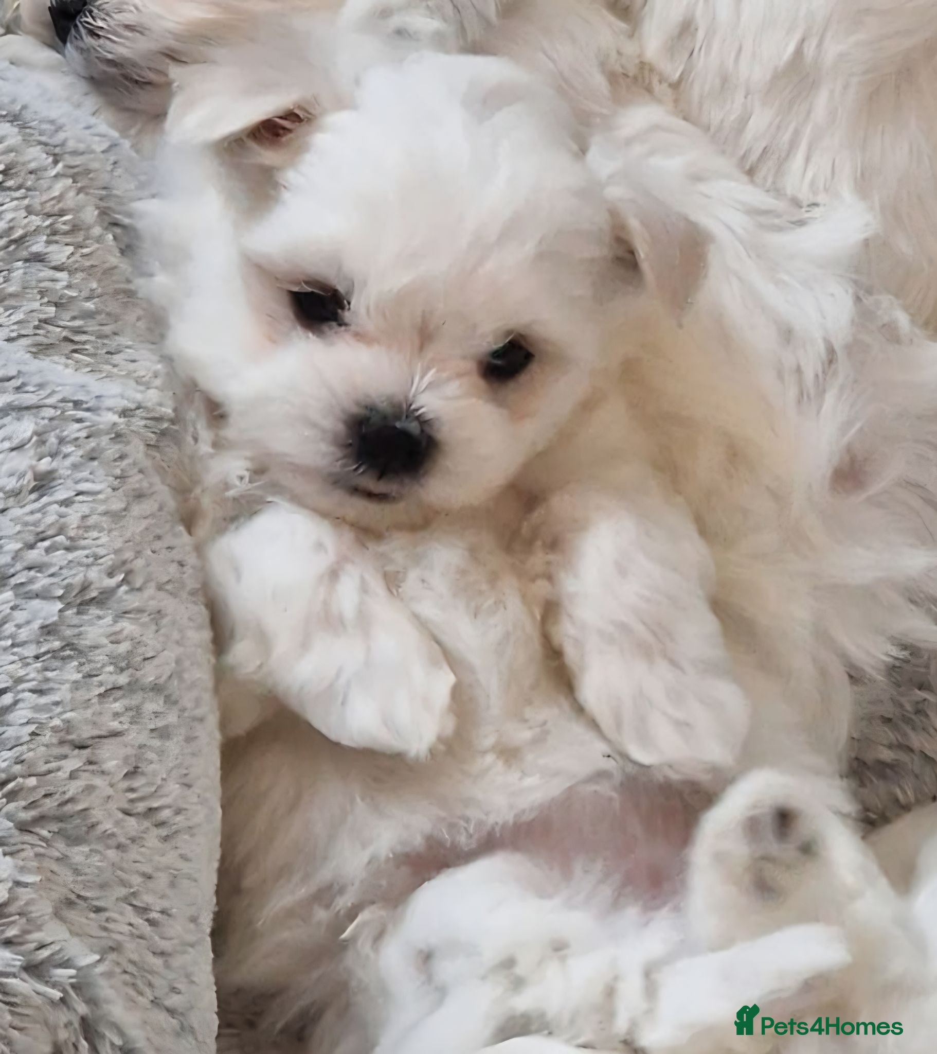 Maltese dogs Adorable Korean Matlese Puppies - Advert 1