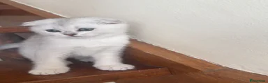 British Shorthair Kitten 2